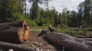 Best Tree Trimming and Pruning  in Caldwell, ID