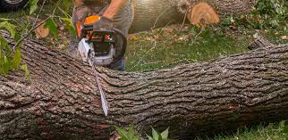 Best Tree Disease Treatment  in Caldwell, ID