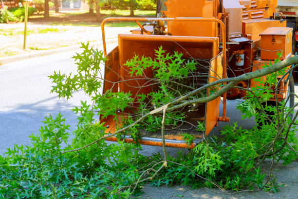Best Tree and Shrub Care  in Caldwell, ID